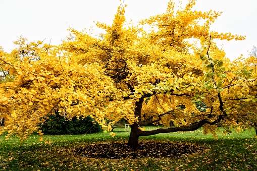 The ginkgo or maidenhair tree (Ginkgo biloba) has leaves that turn bright yellow in autumn. Discovered in China, it was once thought that the ginkgo tree was extinct, because it seemed to be found only as a fossil. Shown here are bright yellow autumn leaves against a dramatic, stormy, autumnal sky.
