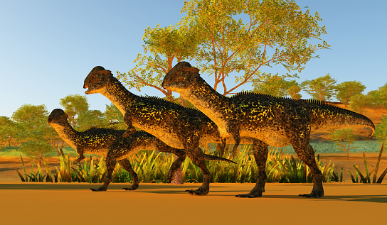 Stegoceras was a dome-headed herbivorous dinosaur that lived in North America during the Cretaceous Period.