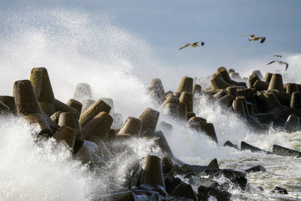 Hurricane scene, a seagull flies over waves and splashes during a coastal storm, selected focus