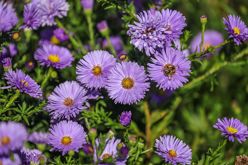 Symphyotrichum novi-belgii (formerly Aster novi-belgii), commonly called New York aster or Michaelmas Daisy, is a late-blooming perennial flowering plant.