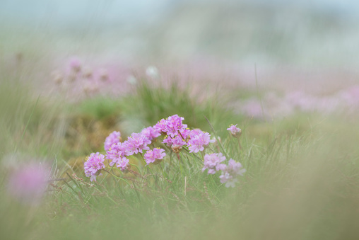 Meadow with Sea thrift and grass. Swedish west coast.