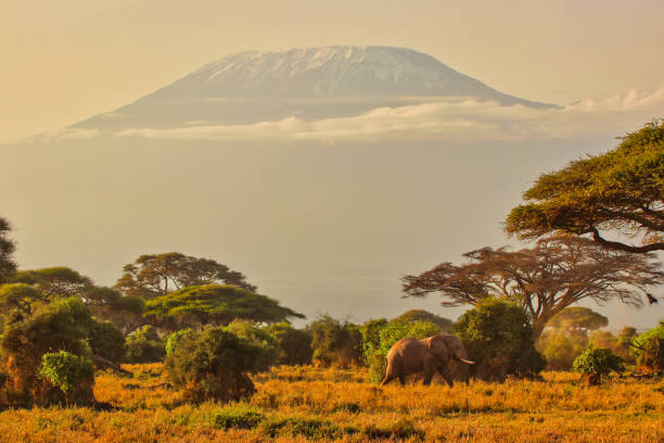 istock Elephants and Kilimanjaro 2043540884
