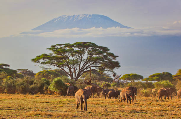 istock Elephants and Kilimanjaro 2043540888