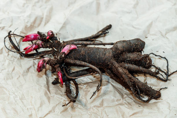 istock Planting peony bartzella roots into the ground 2043541392