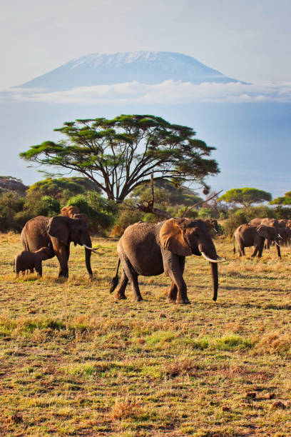 istock Elephants and Kilimanjaro 2043543458