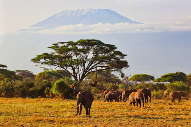 istock Elephants and Kilimanjaro 2043543460