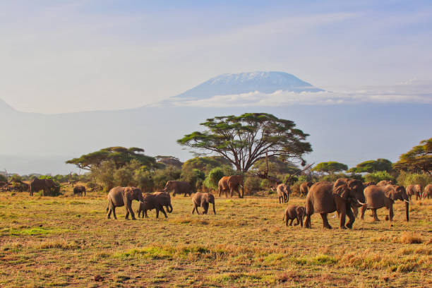 istock Elephants and Kilimanjaro 2043546560