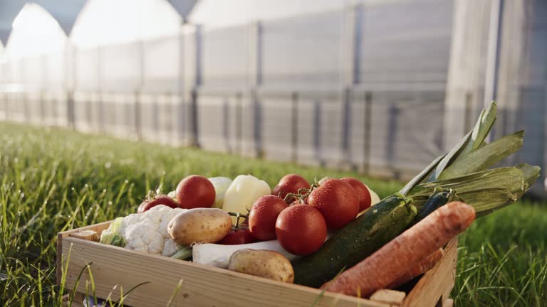 SLO MO Dolly Shot of Fresh Root Vegetables in Crate on Field Outside Greenhouse during Sunny Day