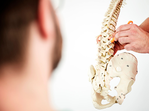 Spinal Column Point Explaining Model Of Spinal Column Stock Photo - Download Image Now ...