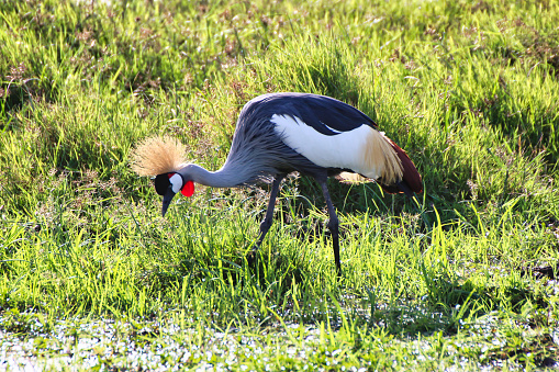 A Majestic African Crowned Crane on the lookout for its next meal in the wetlands of the Amboseli National park, Kenya