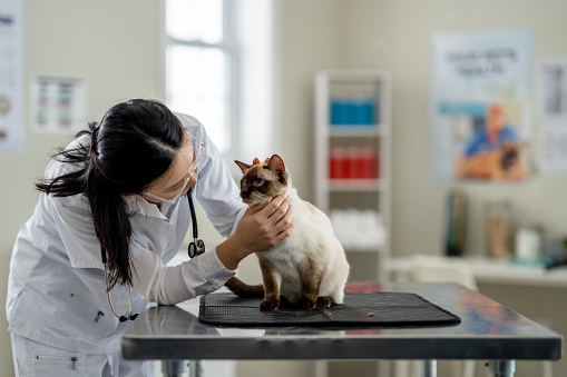 A beautiful Siamese cat sits up on a metal exam table as a female Veterinarian of asian decent gives the cat a check-up.