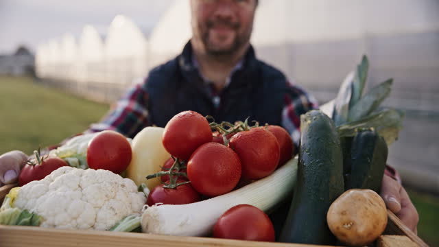 SLO MO Midsection of Male Farmer Showing Crate Full of Fresh Vegetables to Camera on Field during Sunny Day