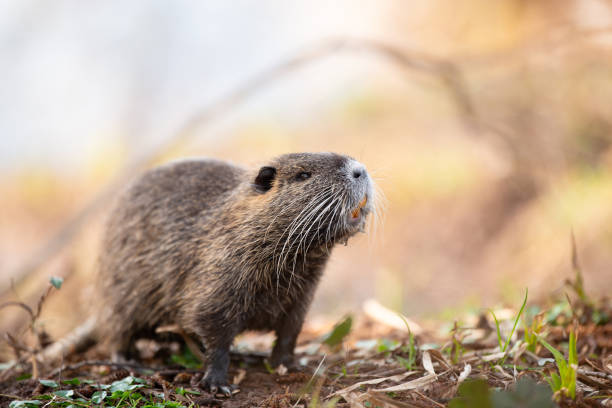 nutria, coypu herbivorous, semiaquatic rodent member of the family myocastoridae on the riverbed, baby animals, habintant wetlands, river rat - nutria rodent beaver water photos et images de collection