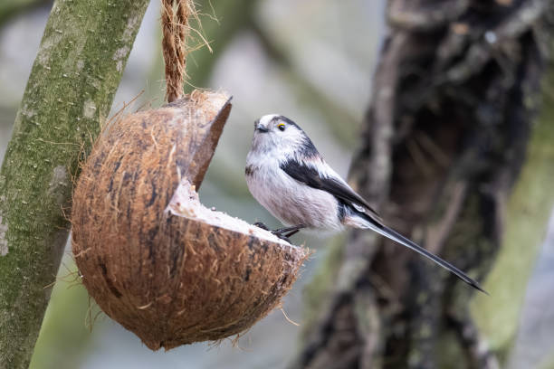 istock Long-Tailed Tit in Coconut Feeder 2043582038