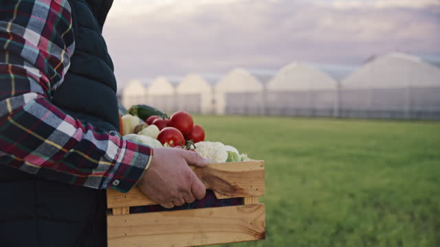 SLO MO Midsection of Male Farmer Carrying Crate Full of Freshly Harvested Vegetables on Field with Greenhouse in Background