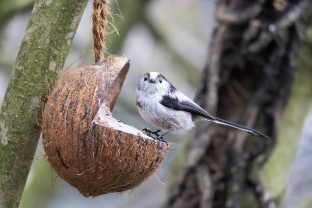 istock Long-Tailed Tit in Coconut Feeder 2043584104