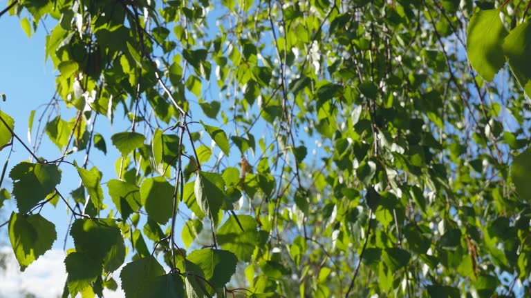 Sunlight through the green birch leaves. Green birch leaves swing in the wind on a summer day against the sky. Allergy to birch pollen.