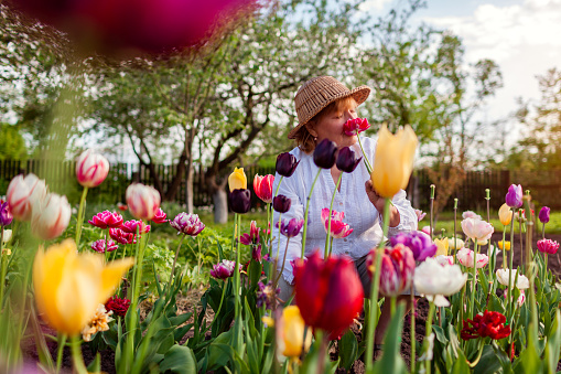 Portrait of senior gardener picking tulips flowers in spring garden. Retired woman in straw hat smelling bloom. Gardening outdoors