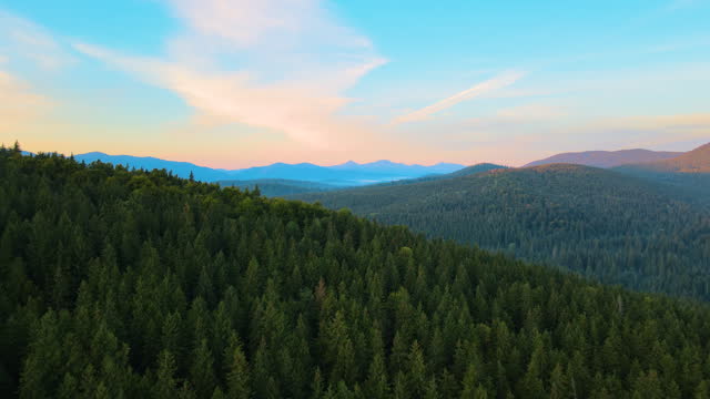 Aerial view of foggy evening over high peaks with dark pine forest trees at bright sunset. Amazing scenery of wild mountain woodland at dusk