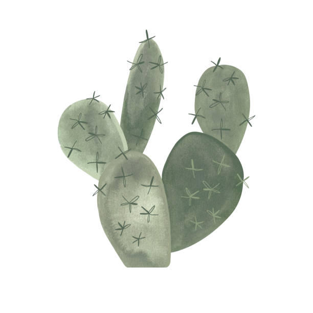 ilustrações, clipart, desenhos animados e ícones de pera espinhosa. cacto. plantas para o lar. floricultura. flora desértica. ilustração em aquarela isolada no fundo branco. clipart. - sonoran desert illustrations