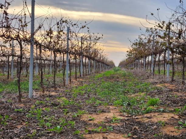 istock Vineyard with rows of fruit trees at sunset in spring. 2043616346