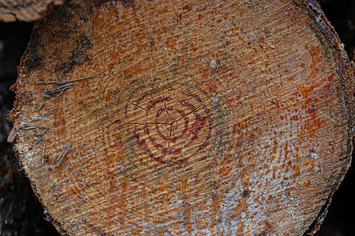 The texture of the annual rings of the pine tree stump and resin.