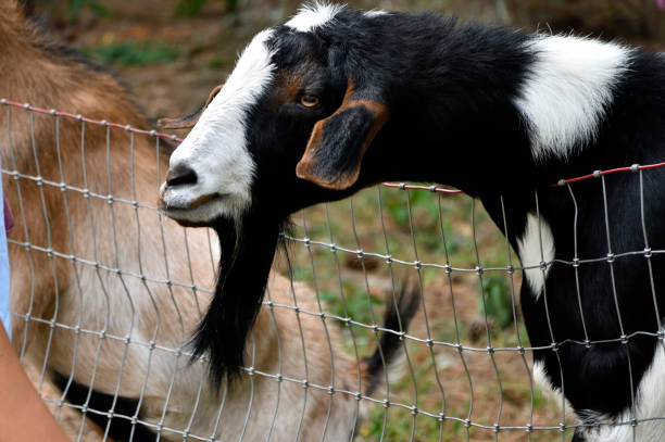 Goat peering over a fence begging for food.