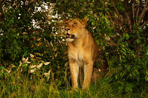 Black and white lioness colour wallpaper. Portrait lioness.