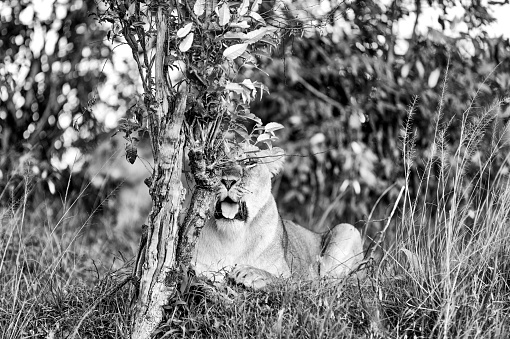 Portrait of a cougar, mountain lion, puma, panther, striking a pose on a fallen tree, Winter scene in the woods