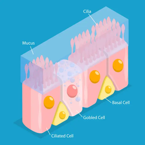 Vector illustration of 3D Isometric Flat Vector Conceptual Illustration of Nasal Mucosa Cells