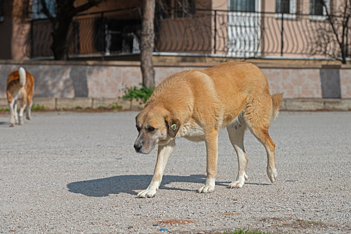 Two stray dogs in the street.