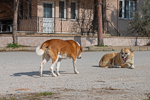 Two stray dogs in the street.