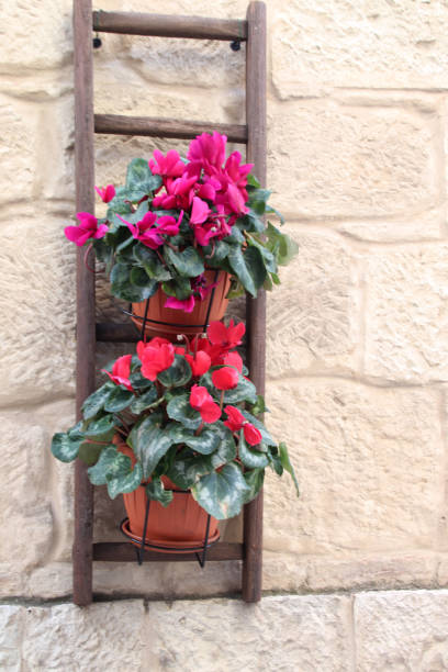 istock Larino, flowers and plants 2043649536
