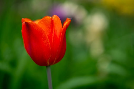 Single red Tulip in a blurry green grass field. Photo taken at the Canadian Tulip Festival in Ottawa.