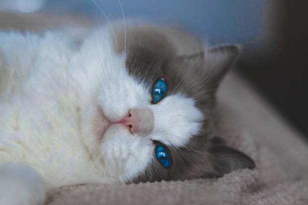 ragdoll cat close up - brunt imagens e fotografias de stock
