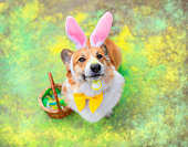charming corgi puppy in Easter bunny ears sits in the spring garden with a basket of eggs sprinkled with Holly paints