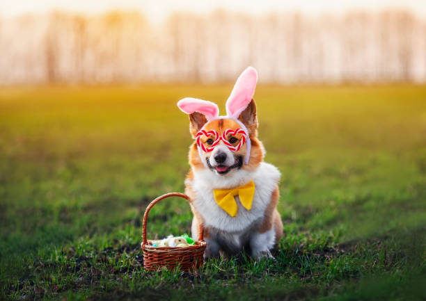 istock festive charming corgi dog in rabbit ears sits in a spring sunny park with an Easter basket 2043650849