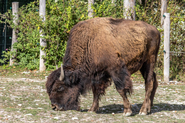 The American bison or simply bison, also commonly known as the American buffalo or simply buffalo, is a North American species of bison that once roamed North America in vast herds.