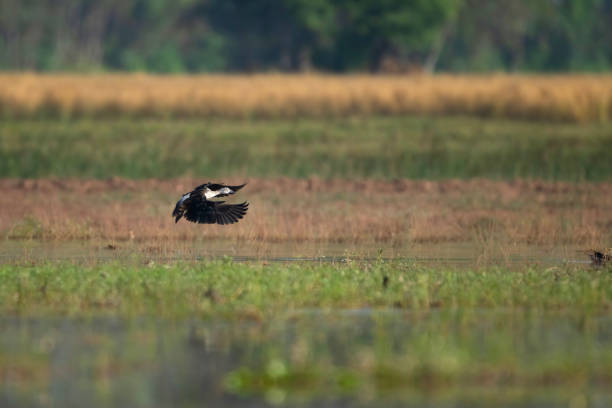 knob billed duck flying - river knobs ストックフォトと画像