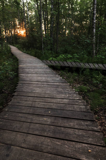 istock Empty wooden walkway goes through the dark forest 2043653472