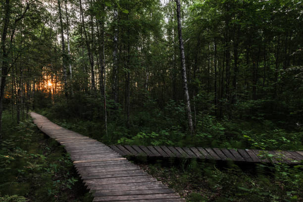 istock Empty wooden walkways go through the dark forest 2043653481