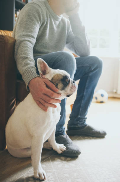 istock Man watching television with his Frenchie dog 2043653495