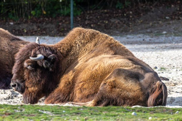 The American bison or simply bison, also commonly known as the American buffalo or simply buffalo, is a North American species of bison that once roamed North America in vast herds.
