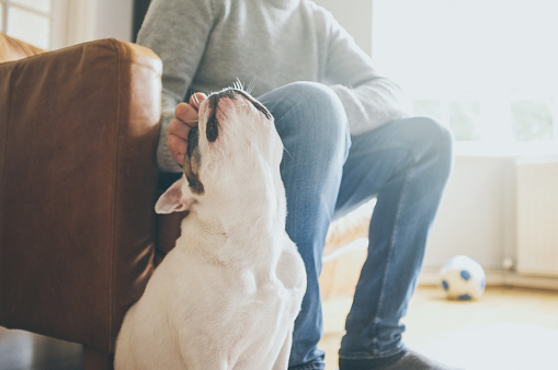 French Bulldog enjoys being pet on head