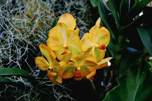 Vandachostylis Conference Gold in the garden, Vanda yellow Orchid.