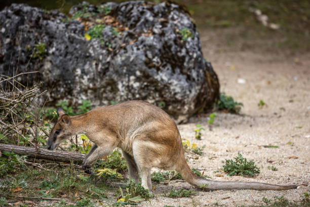 istock The agile wallaby, Macropus agilis also known as the sandy wallaby 2043656110
