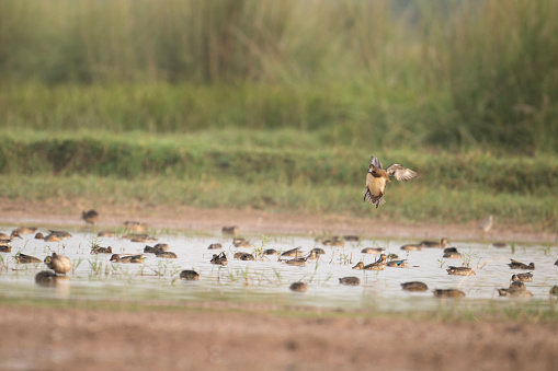 Flock of Ducks in wetland