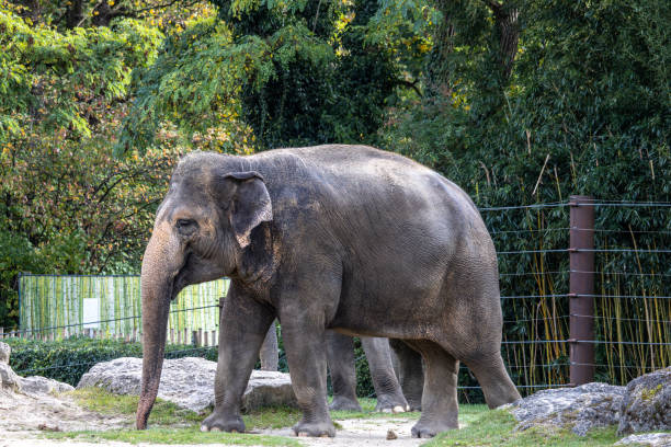 istock The Asian elephant, Elephas maximus also called Asiatic elephant 2043657154