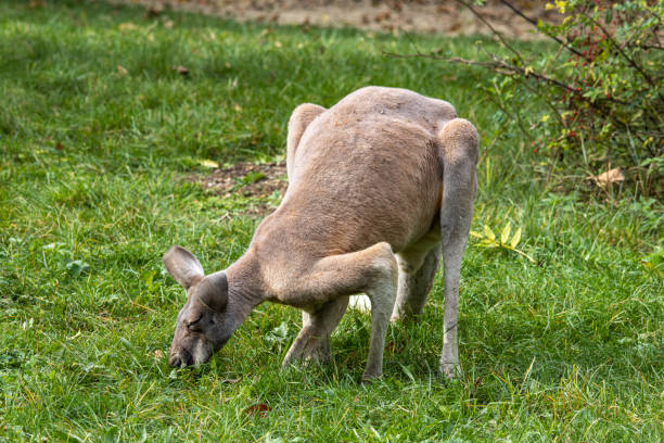 The red kangaroo, Macropus rufus is the largest of all kangaroos, the largest terrestrial mammal native to Australia, and the largest extant marsupial.