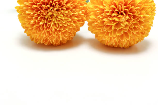 Orange chrysanthemum isolated on a white background.